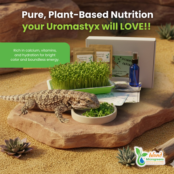 Problems and Solutions in Growing Microgreens for Reptile Diets
