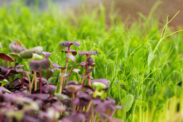 Top 3 Microgreens That Boost Gut Health, Energy, and Immunity in Just 7 Days (Even If You've Never Grown Anything Before)