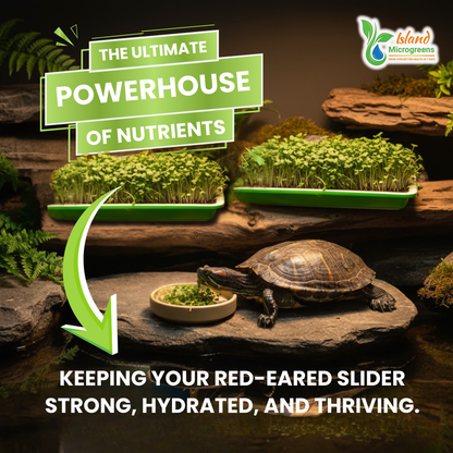 Organic Reptile Microgreens Seed Refill Subscription