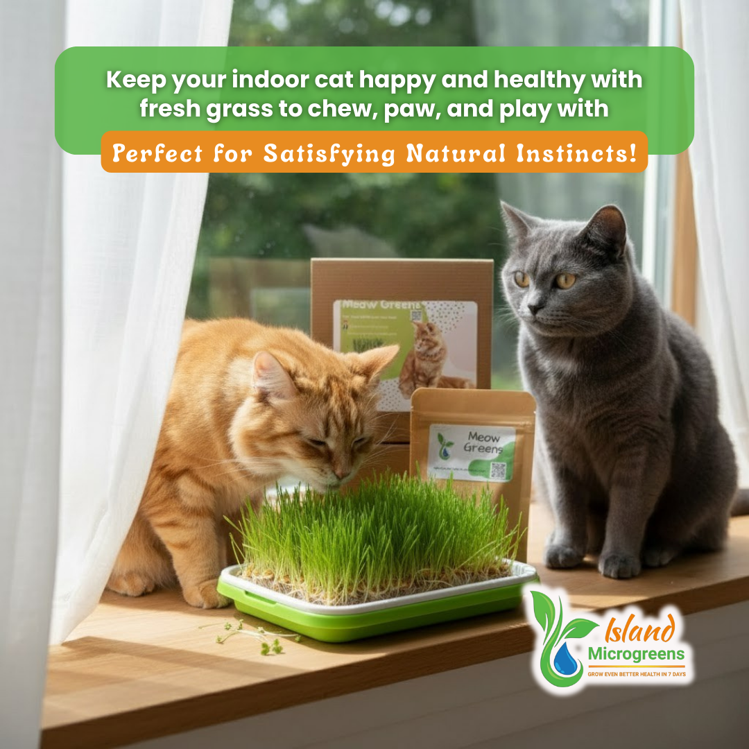 Cat Grass Refill 3 Grow Pack Monthly