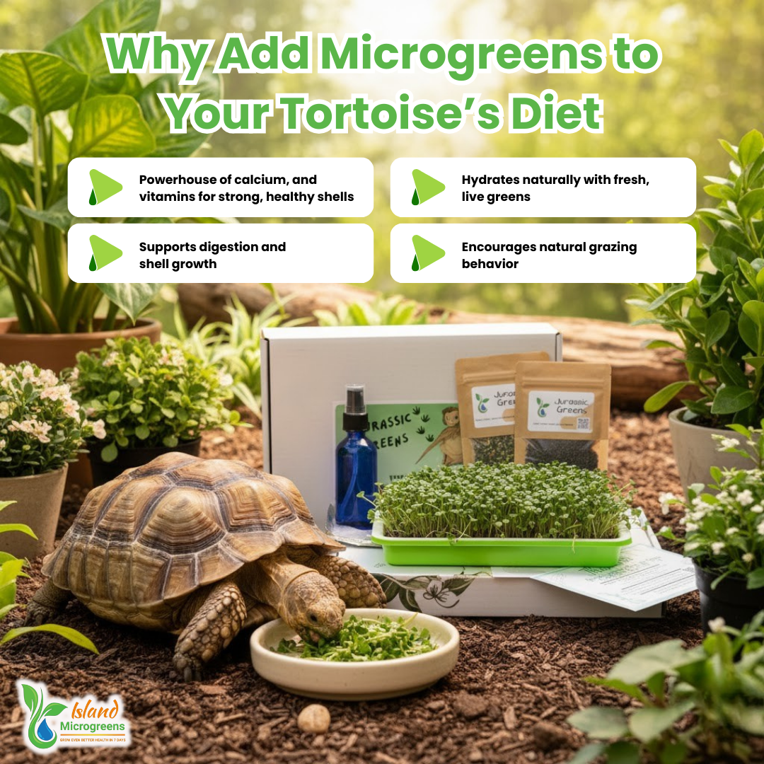 Organic Reptile Microgreens Seed Refill Subscription