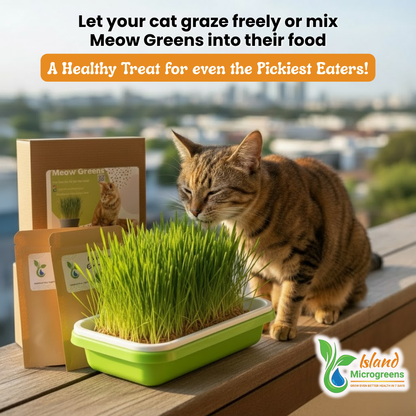 Meow Greens: Organic Indoor Cat Garden Kit