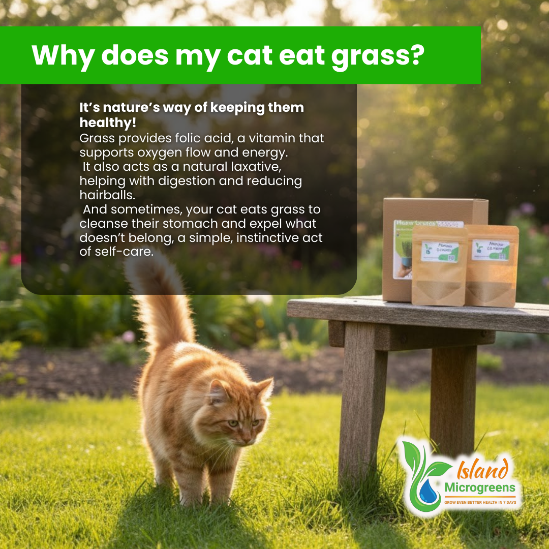 Cat Grass Refill 3 Grow Pack Monthly