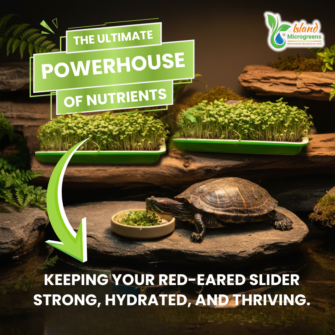 Organic Reptile Microgreen Grow Kit